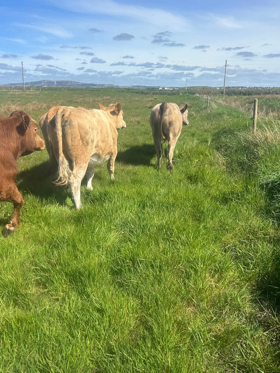 4 containental heifers - Image 1