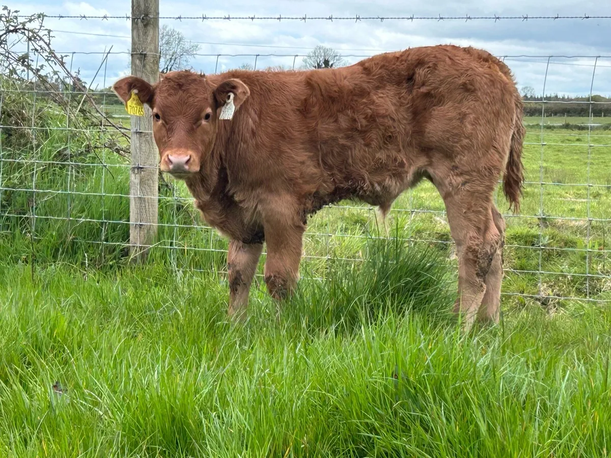 3 smashing first calved heifers - Image 1