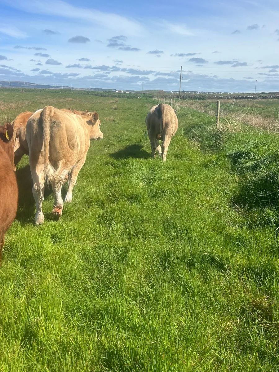 4 containental heifers - Image 2