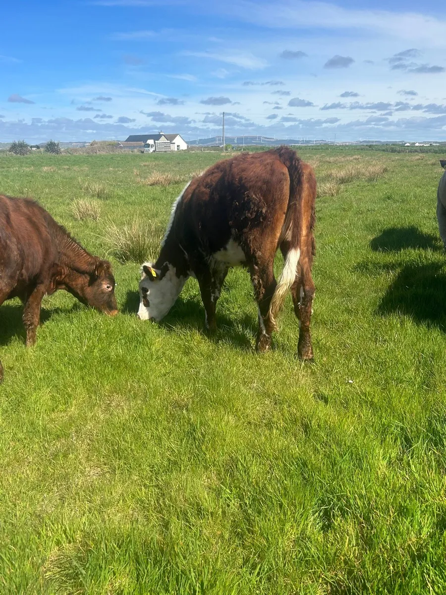 4 containental heifers - Image 3