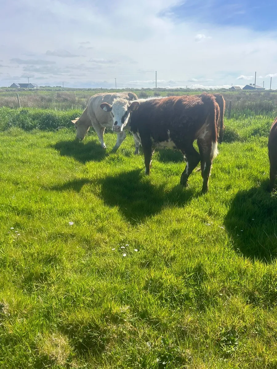 4 containental heifers - Image 4