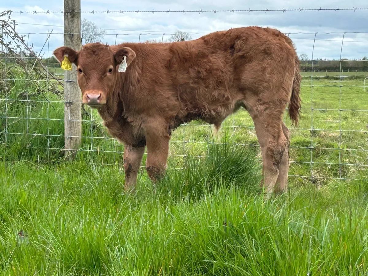 3 smashing first calved heifers - Image 2