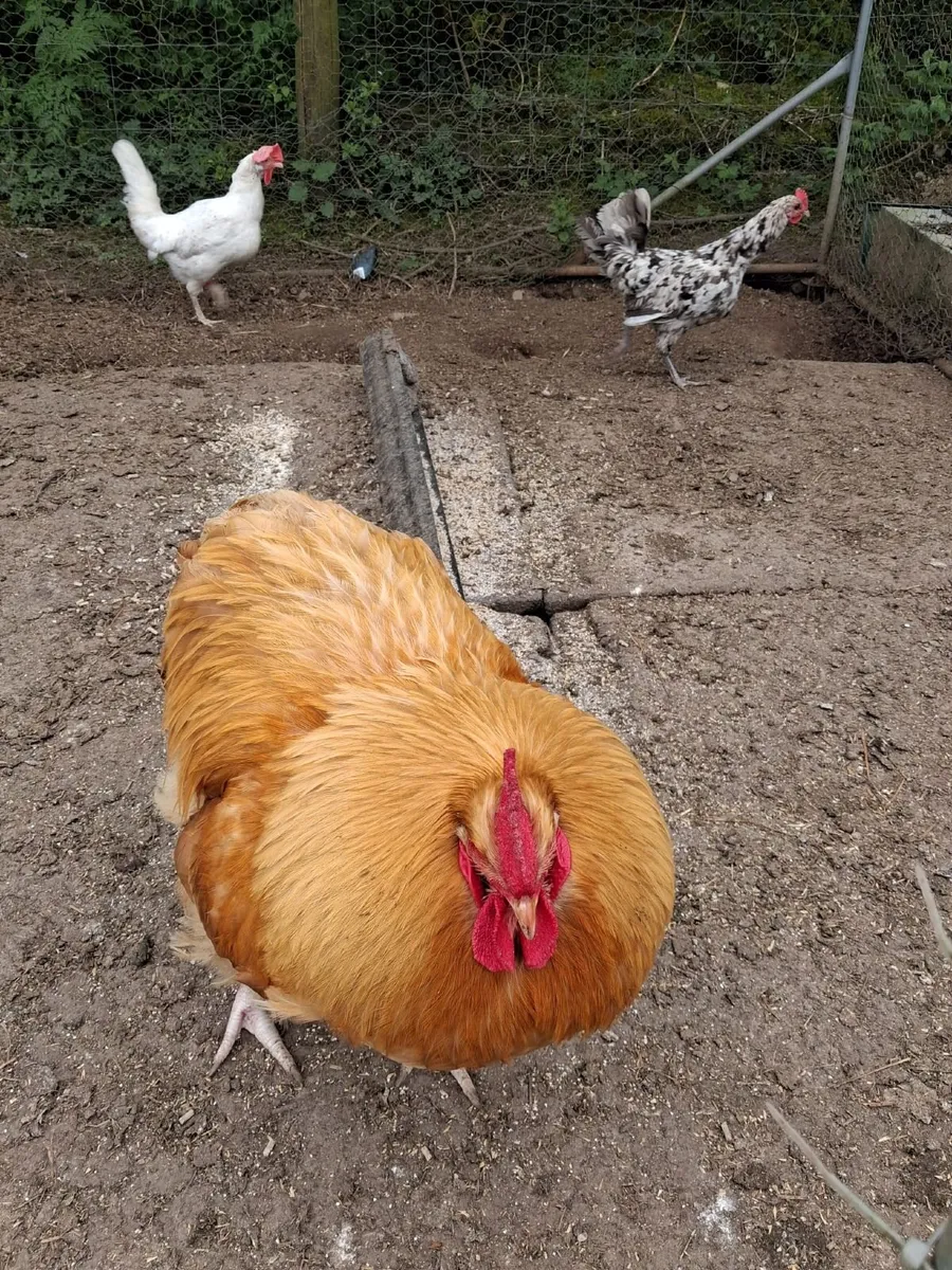 Buff Orpington cockerel for sale - Image 2