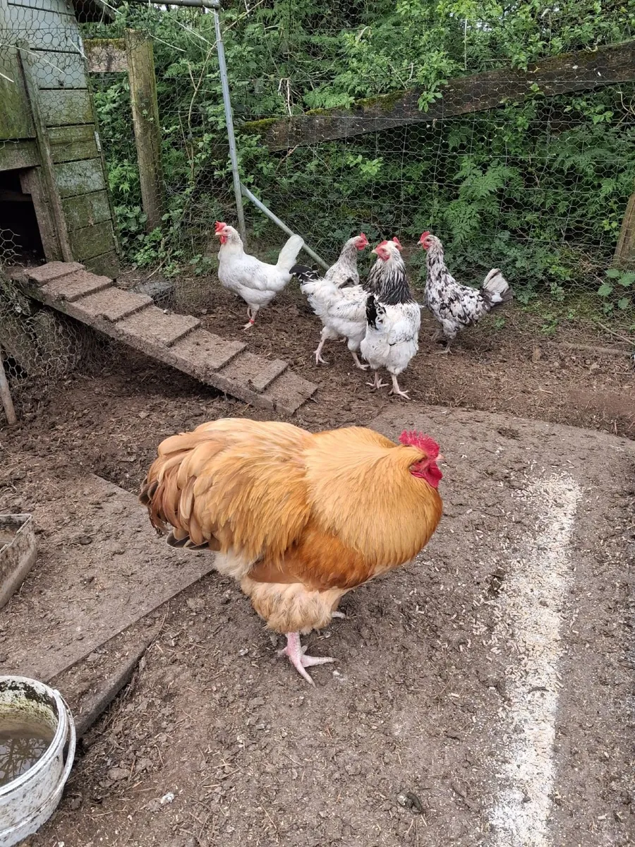 Buff Orpington cockerel for sale - Image 1