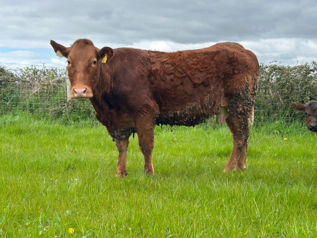 3 smashing first calved heifers - Image 3