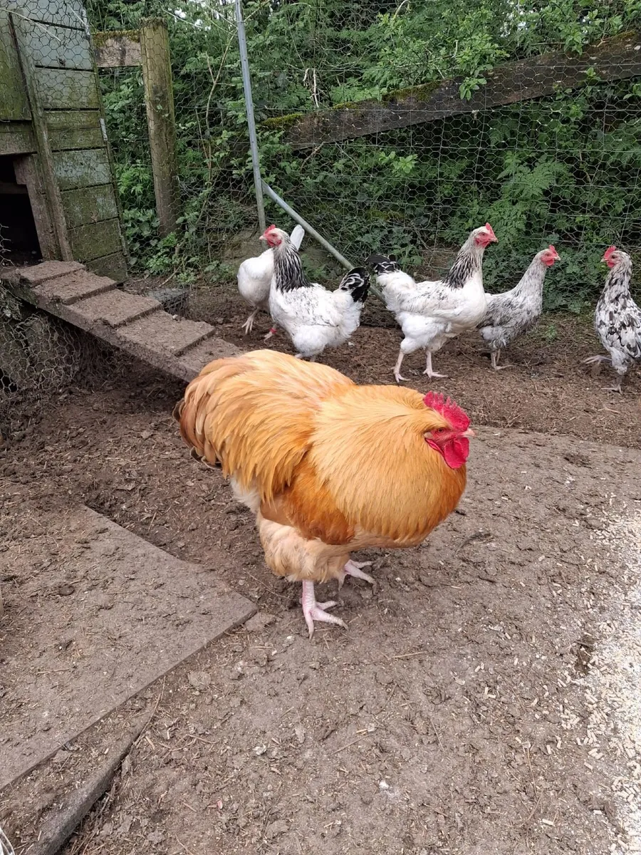 Buff Orpington cockerel for sale - Image 3