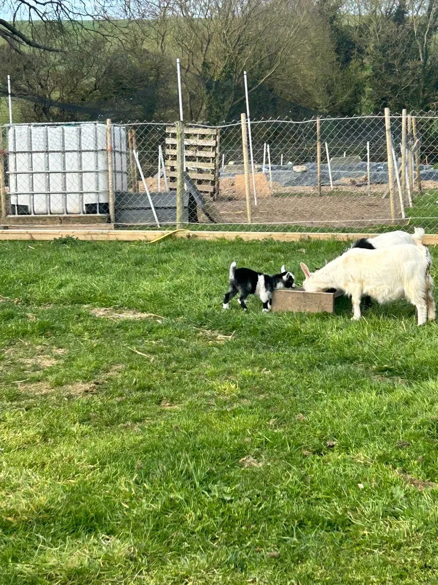 💥💥Pygmy goats  female kids 💥💥 - Image 2