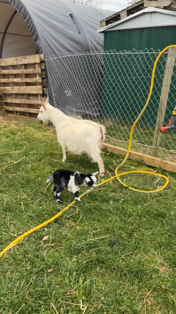 💥💥Pygmy goats  female kids 💥💥 - Image 3