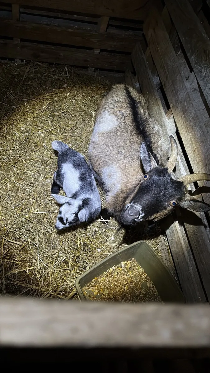 💥💥Pygmy goats  female kids 💥💥 - Image 4