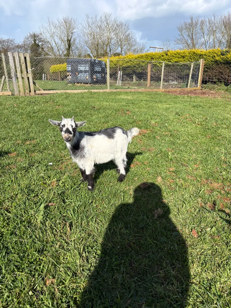 💥💥Pygmy goats  female kids 💥💥 - Image 1