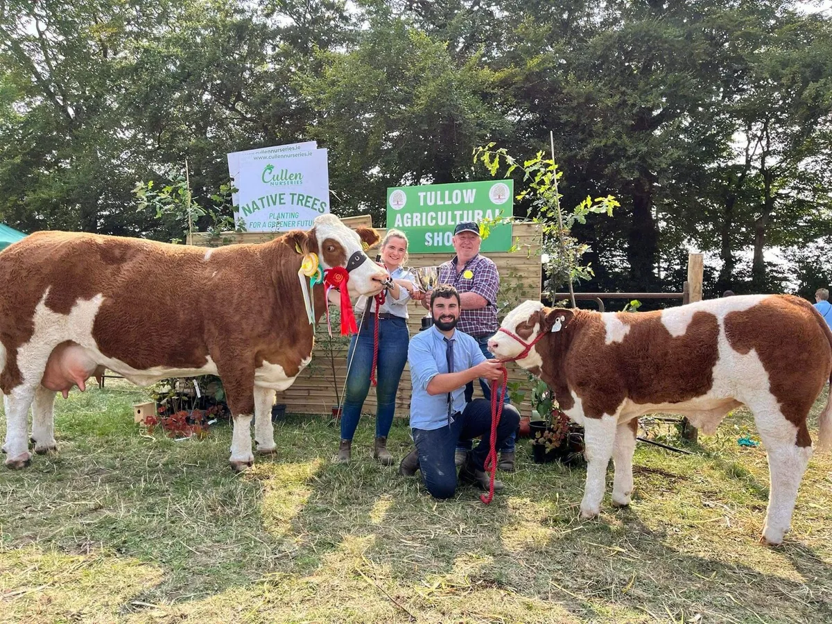 🔴 🏆 Exceptional Simmental bull🏆🔴 - Image 3