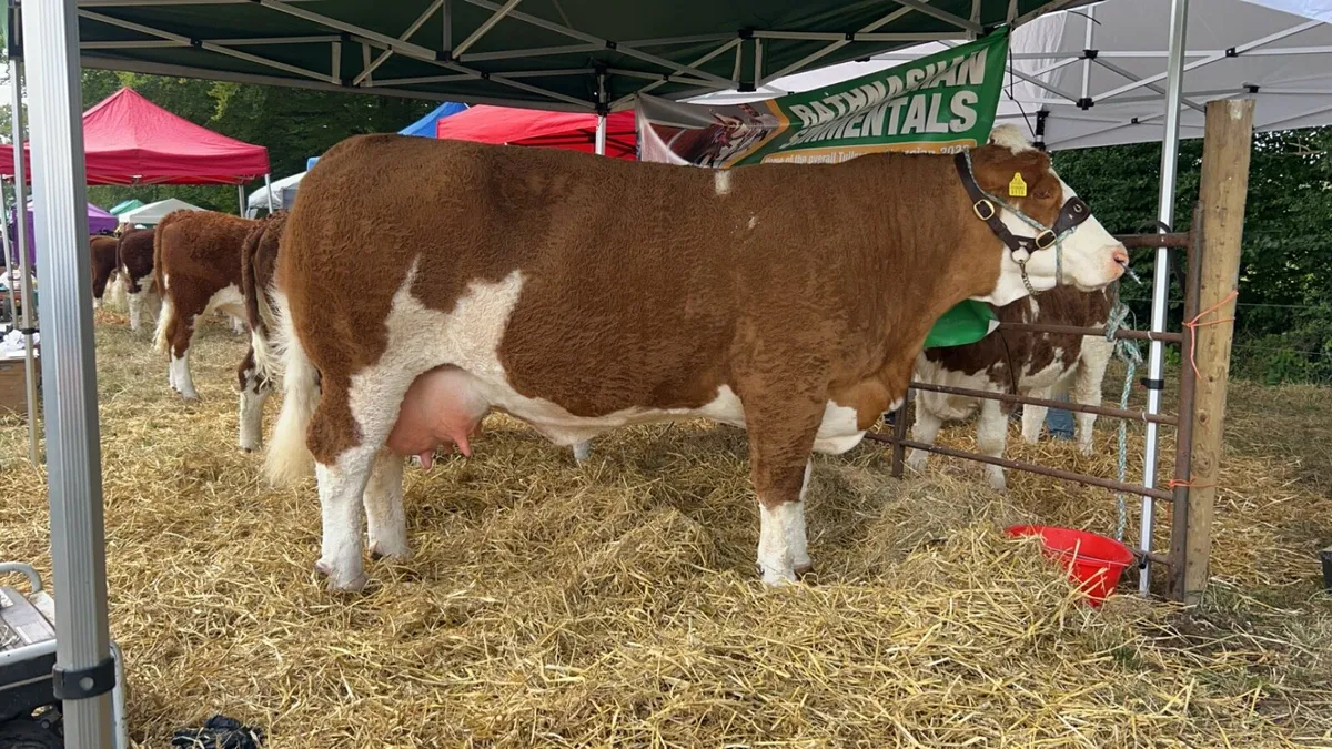 🔴 🏆 Exceptional Simmental bull🏆🔴 - Image 4