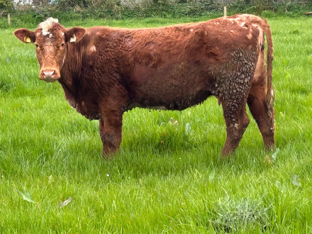 3 smashing first calved heifers - Image 4