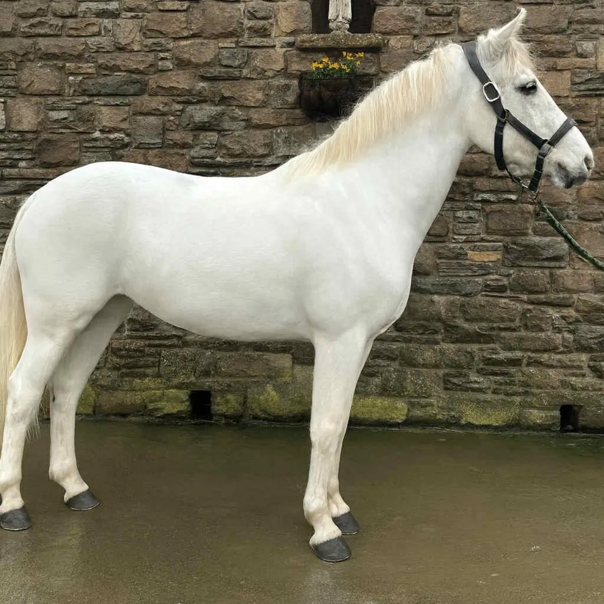 14.2 hh Connemara pony - Image 1