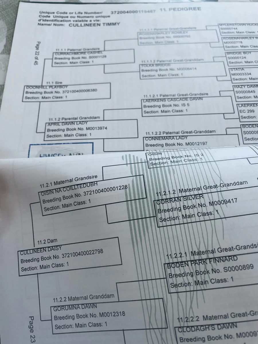 14.2 hh Connemara pony - Image 2