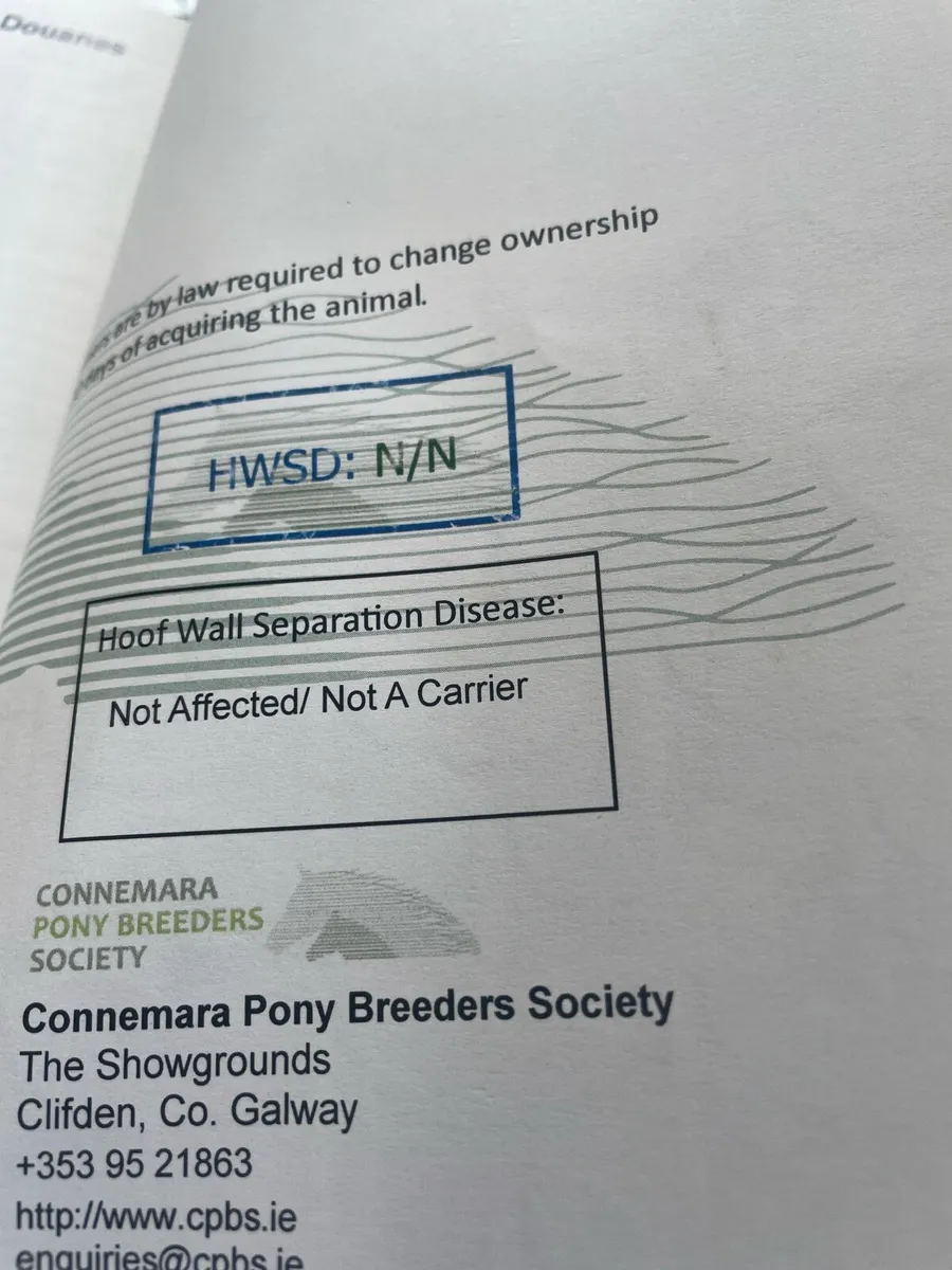 14.2 hh Connemara pony - Image 3