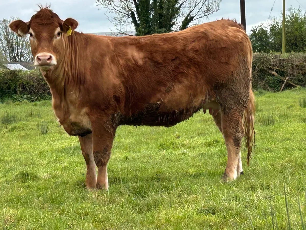 10 limousine and simental  incalf heifers - Image 3