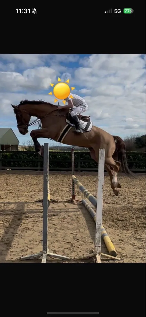 17 2 Showjumper - Image 2