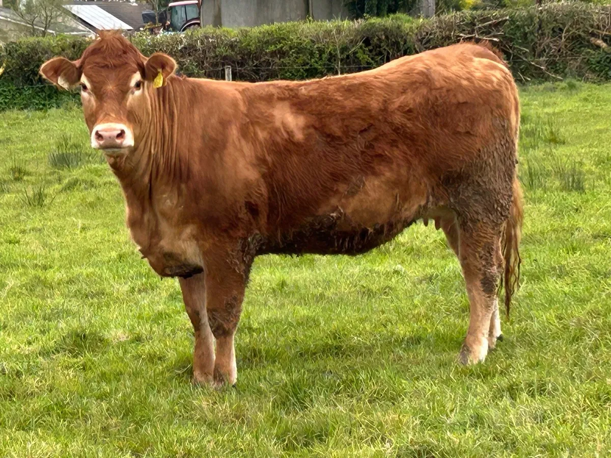 10 limousine and simental  incalf heifers - Image 4