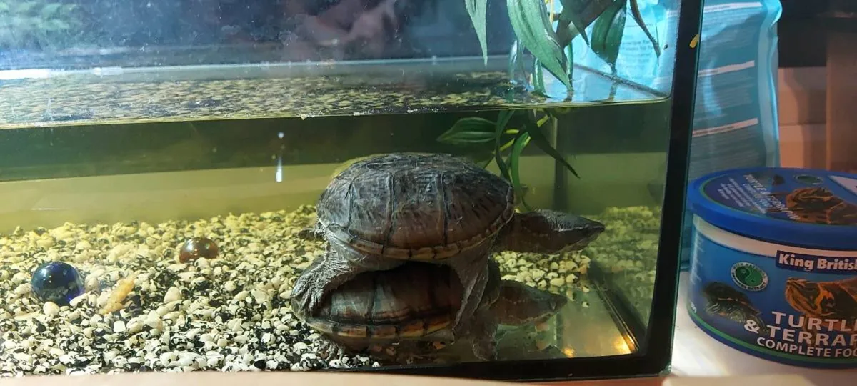 Two turtles - Image 3