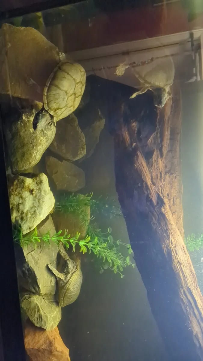 Two turtles - Image 4