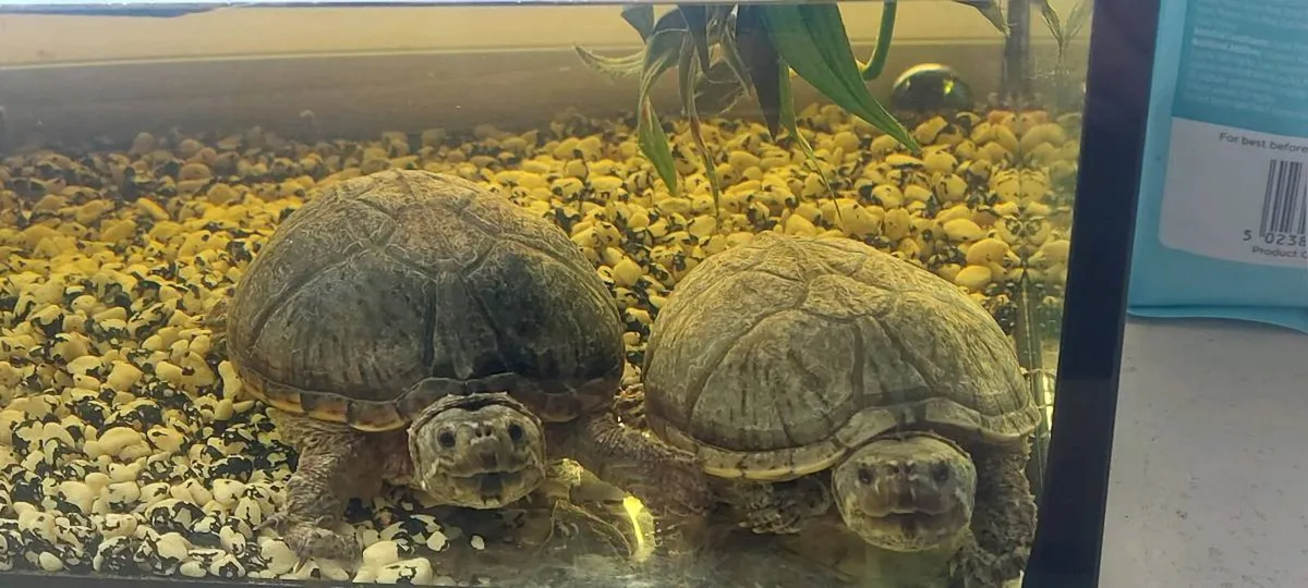 Two turtles - Image 1