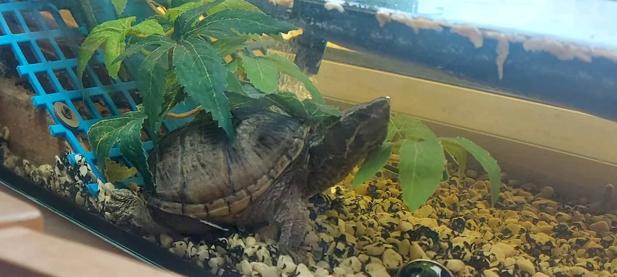 Two turtles - Image 2