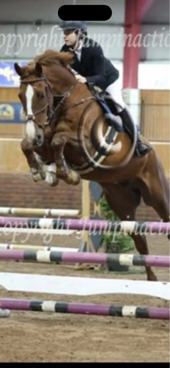 17 2 Showjumper - Image 1