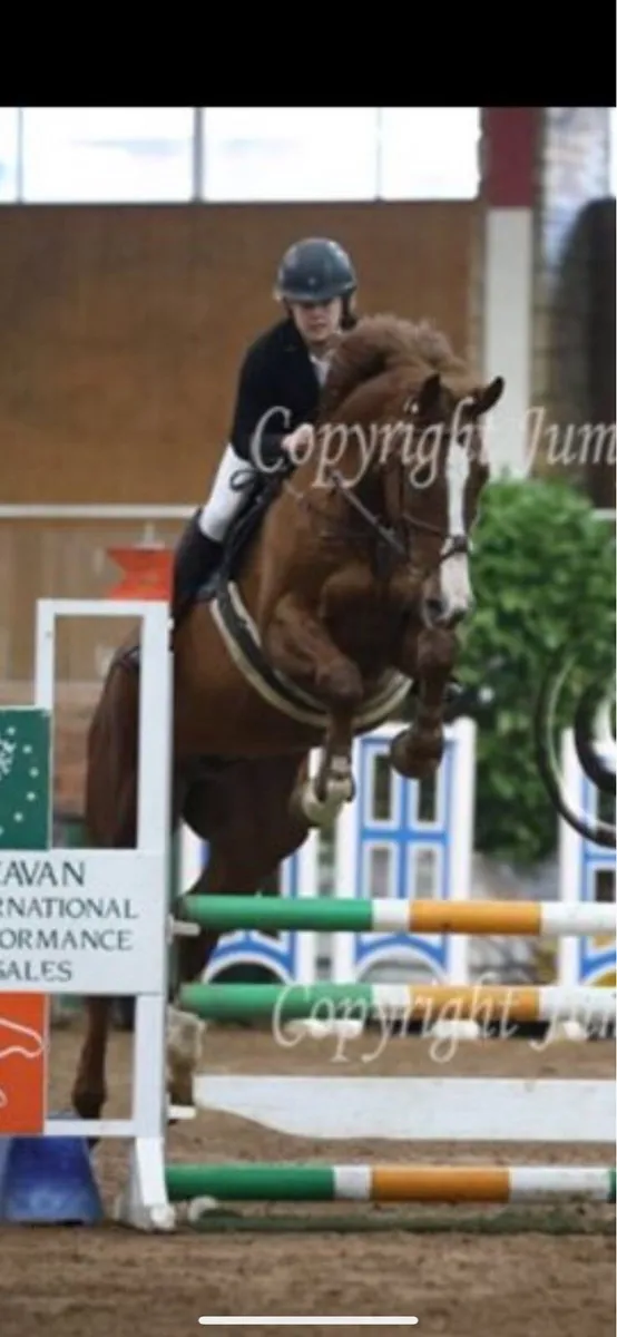 17 2 Showjumper - Image 3