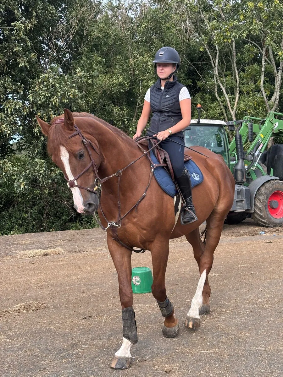 17 2 Showjumper - Image 4