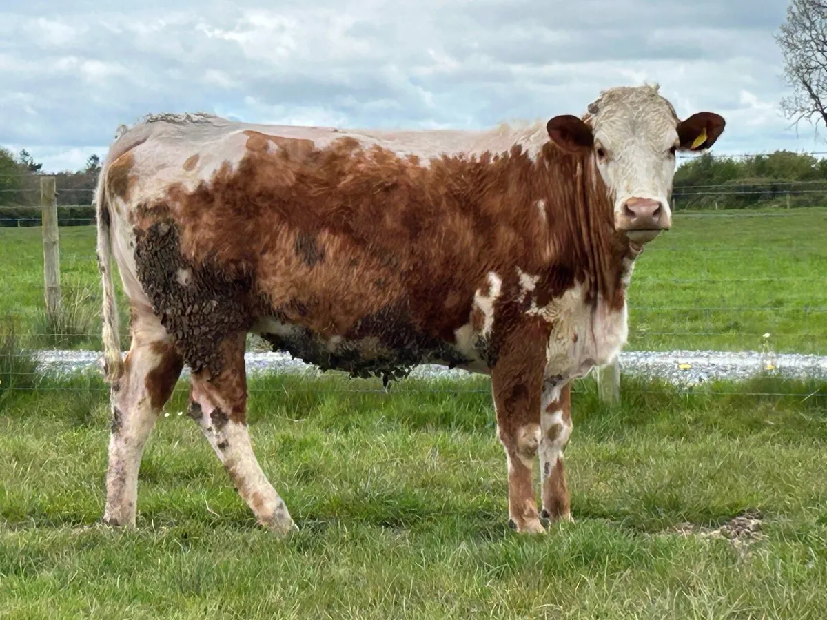 10 limousine and simental  incalf heifers - Image 2