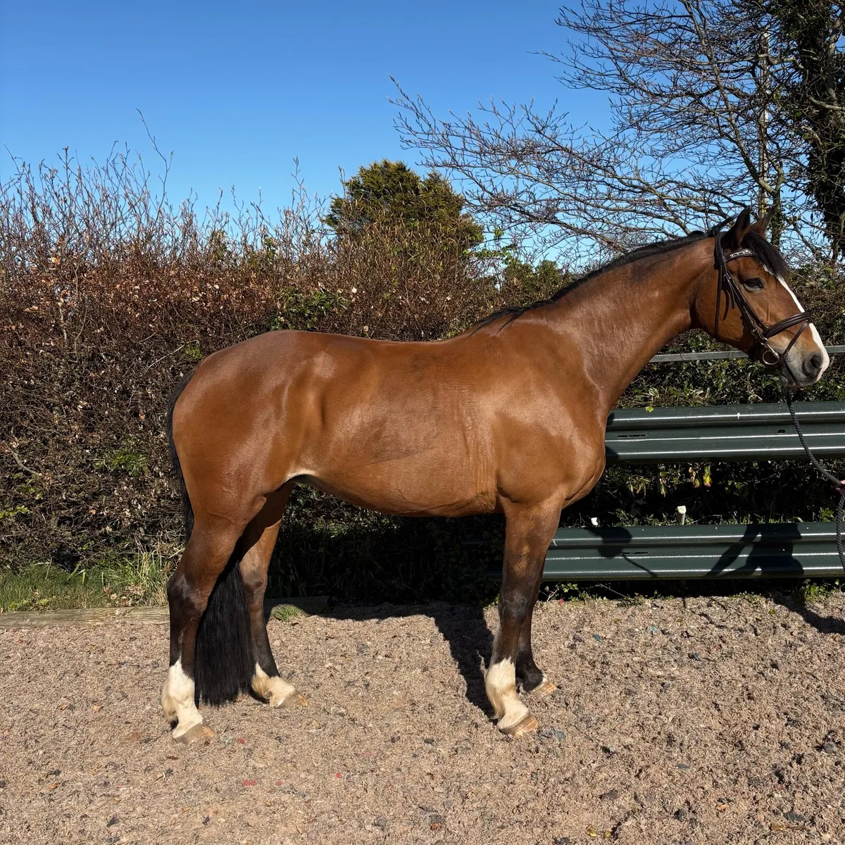 16.1 Irish draught mare - Image 1