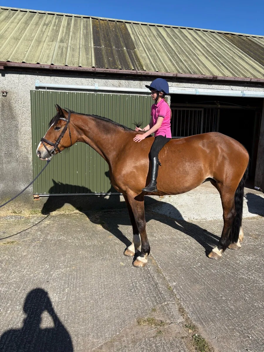 16.1 Irish draught mare - Image 2