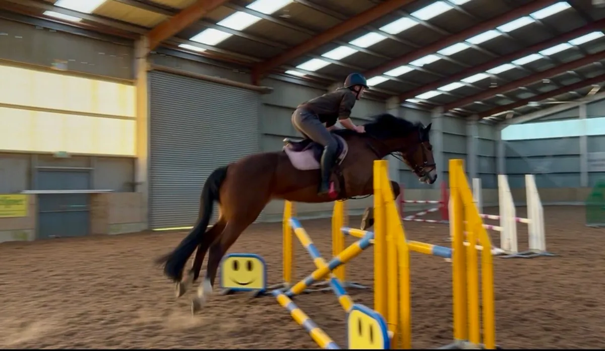 16.1 Irish draught mare - Image 4