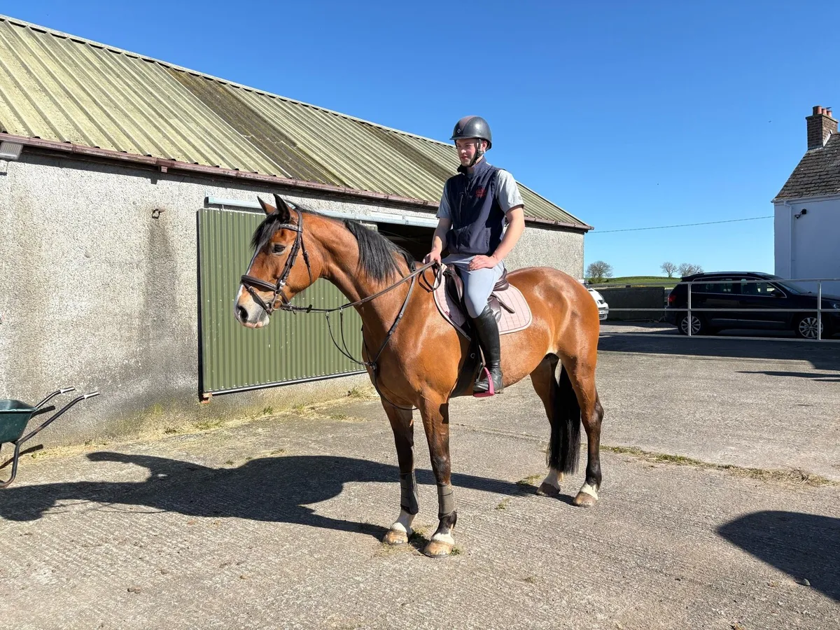 16.1 Irish draught mare - Image 3