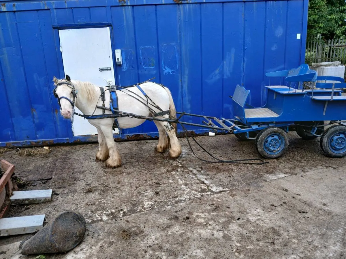 Gelding - Image 3