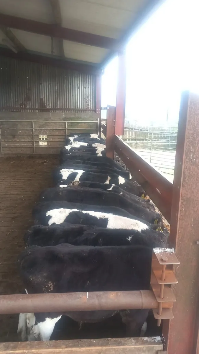 Friesian Bull weanlings - Image 1