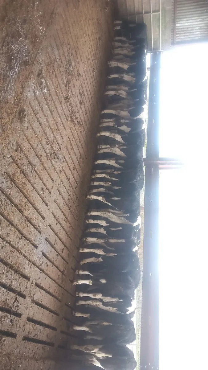 Friesian Bull weanlings - Image 2