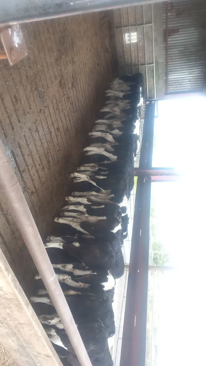 Friesian Bull weanlings - Image 3