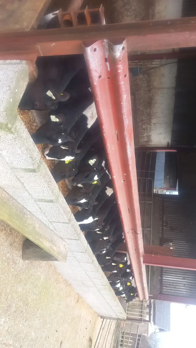 Friesian Bull weanlings - Image 4