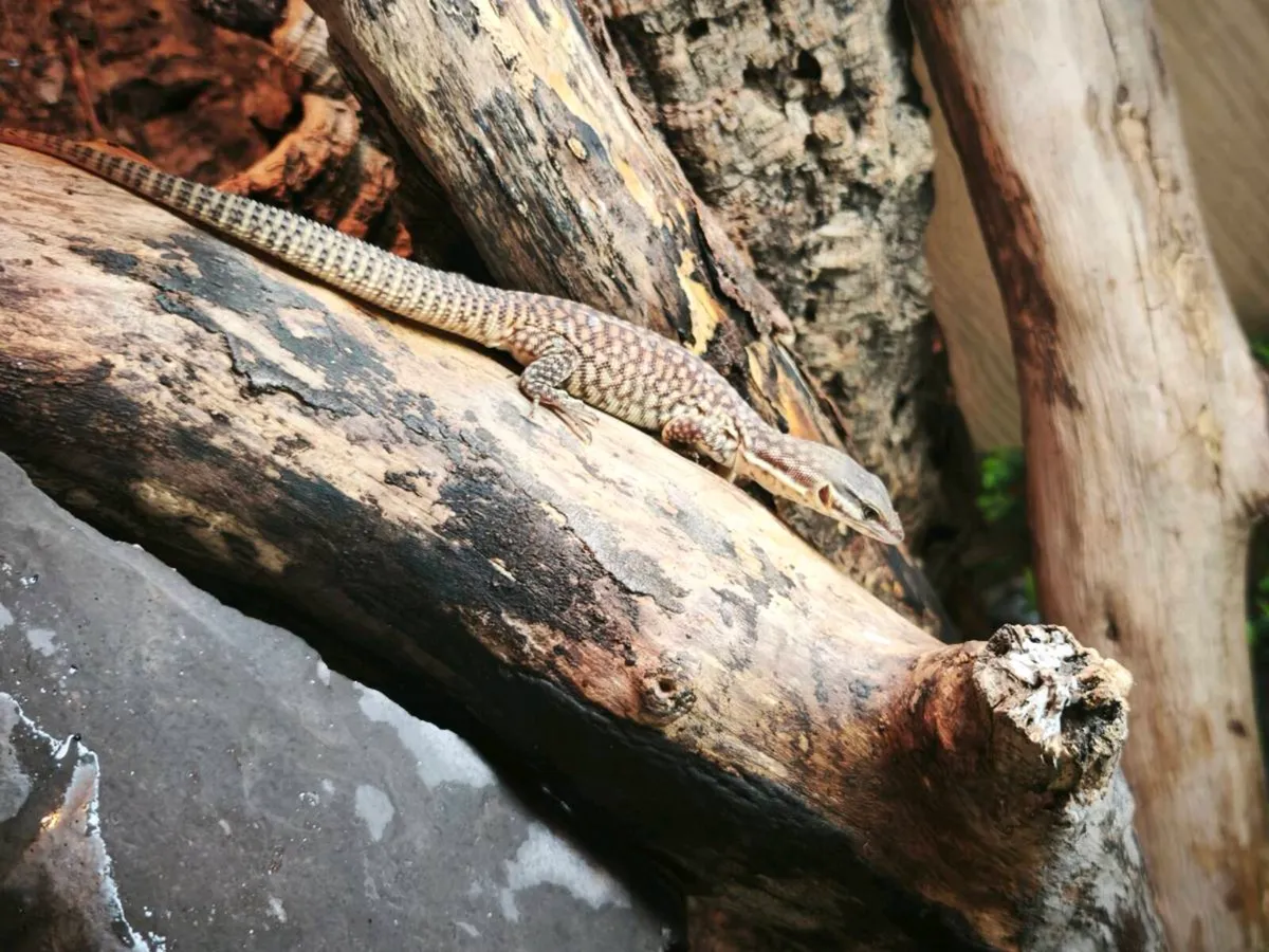Juvenile ackie monitor - Image 1