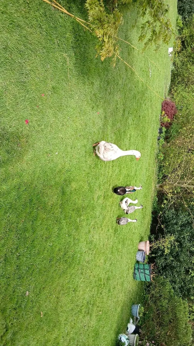 roosters and Drake's - Image 1