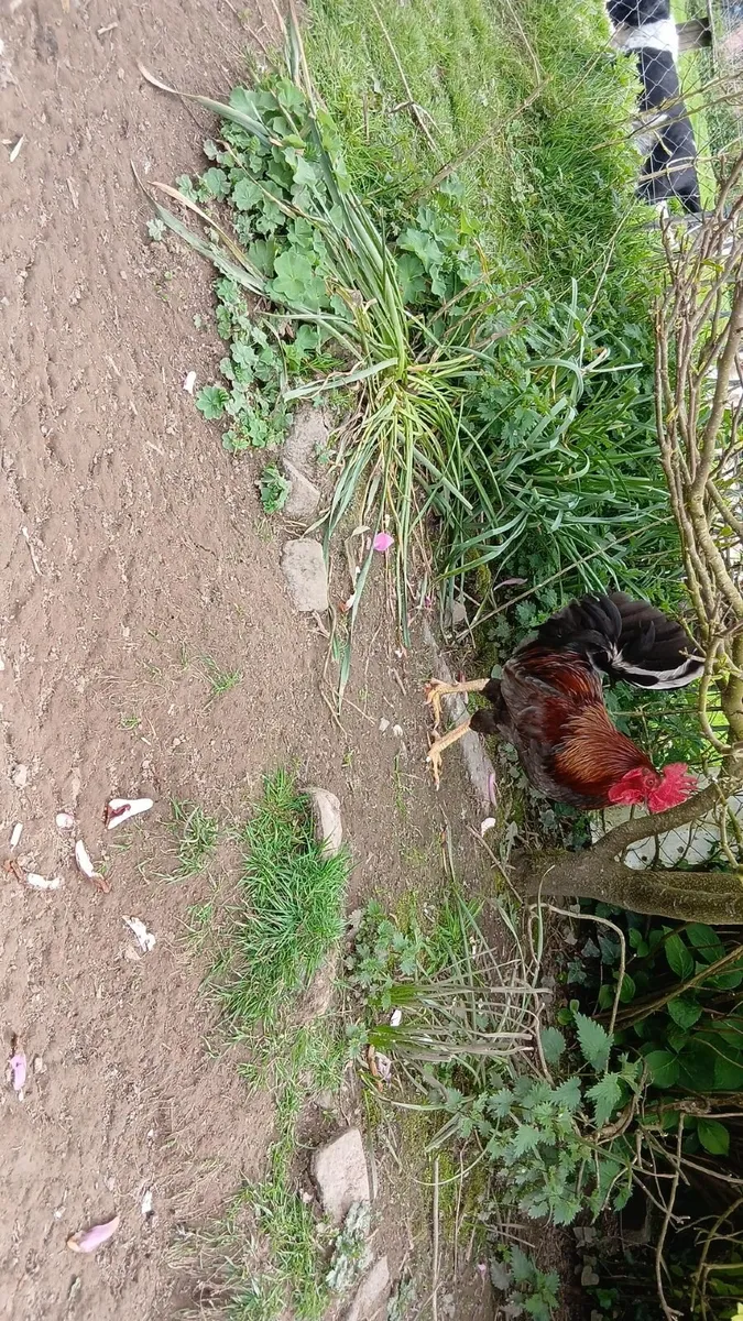 roosters and Drake's - Image 2