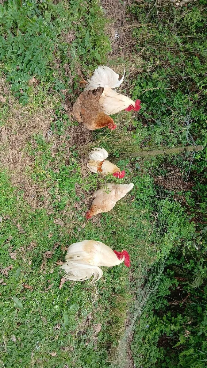 roosters and Drake's - Image 3