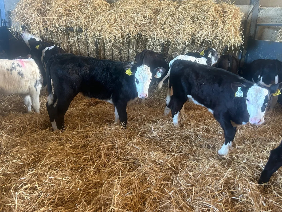 10 heifer calves - Image 1