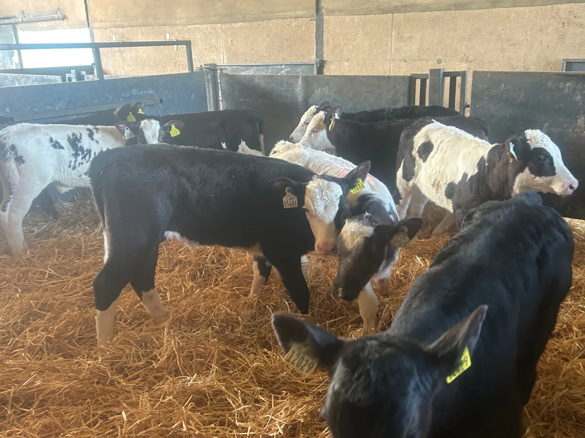 10 heifer calves - Image 4