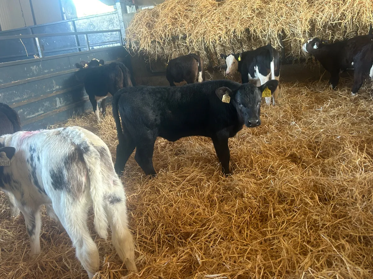 10 heifer calves - Image 3