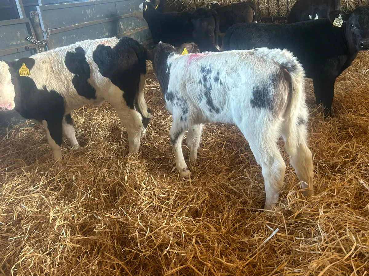 10 heifer calves - Image 2