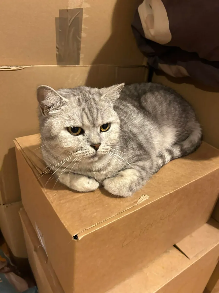British shorthair active adult cat for sale - Image 3