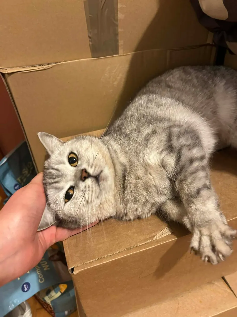 British shorthair active adult cat for sale - Image 4